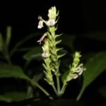 Rare Plant Rediscovered in Assam After Nearly 180 Years, Raising Fresh Conservation Concerns
