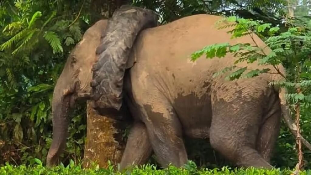Wild Elephant in Distress After Getting Tyre Stuck Around Neck in Assam