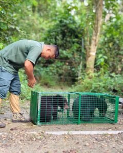 Hope for Assam’s Wildlife: Orphaned Bear Trio Moves Closer to Life in the Wild