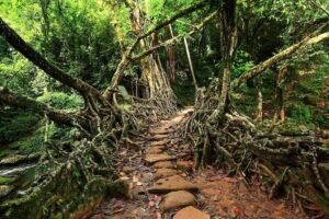 Sustainable Growth: Meghalaya Shifts Focus to High-Value, Low-Volume Tourism Model