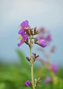 New Plant Species Osbeckia Assamensis Discovered in Manas National Park
