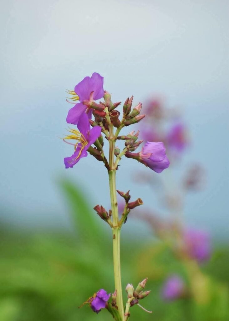 New Plant Species Osbeckia Assamensis Discovered in Manas National Park